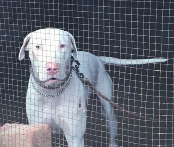 Гуль донг в клетке