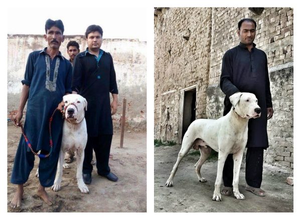 Гуль донги рядом с людьми