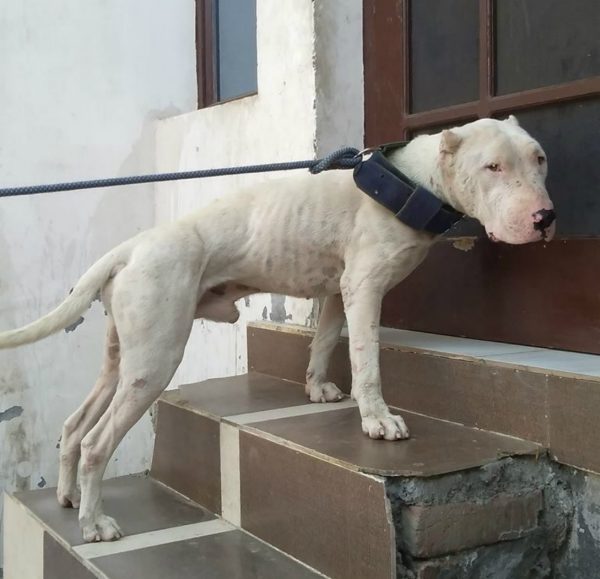 Гуль донг у дома