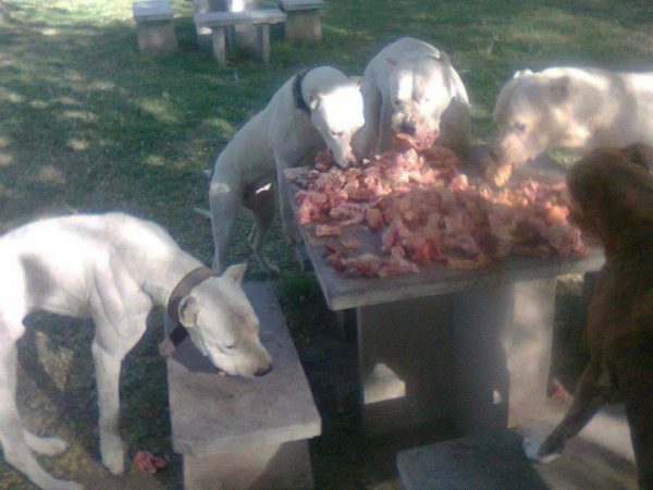 Обед гуль донгов