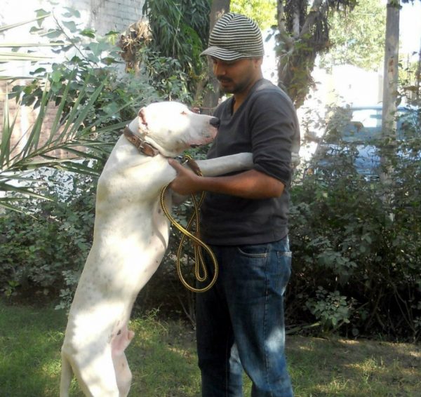 Гуль донг стоит на задних лапах