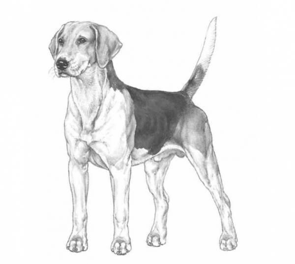 Рисунок английского фоксхаунда