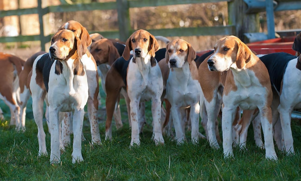 Стайя фоксхаунды