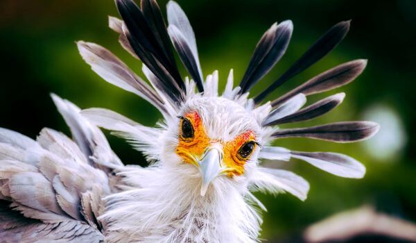 На фото: Птица-секретарь в дикой природе