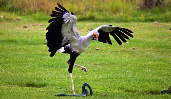 Фото: Птица-секретарь и змея