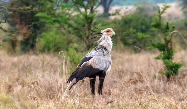 На фото: Птица-секретарь из Красной книги
