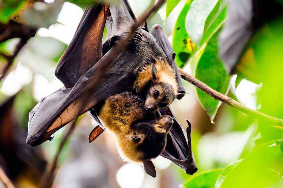 Гигантская летучая лисица: описание