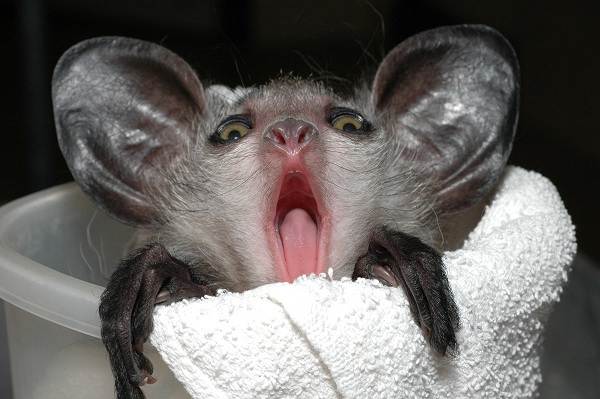 Руконожка-ай-ай-животное-Описание-особенности-виды-образ-жизни-и-среда-бытия-руконожки-6