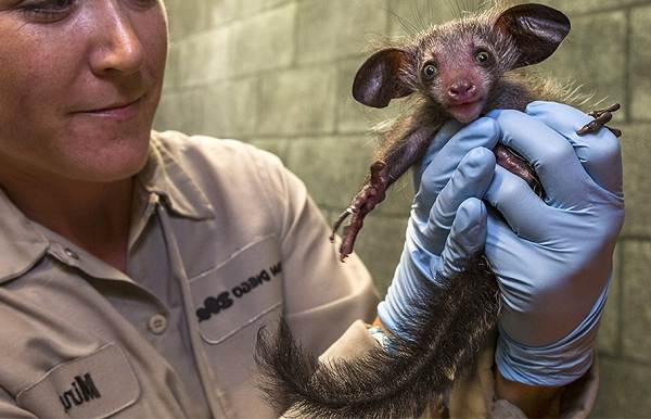 Руконожка-ай-ай-животное-Описание-особенности-виды-образ-жизни-и-среда-бытия-руконожки-8