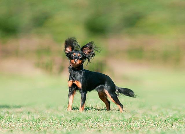 toy terrier på gresset