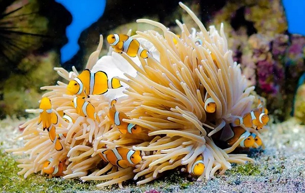 Рыба-клоун-Описание-особенности-виды-образ-жизни-и-среда-обитания-рыбы-клоун-22