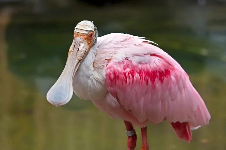 Обыкновенная колпица описание птицы, особенности, виды, среда обитания