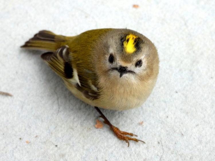 Желтоголовый королёк