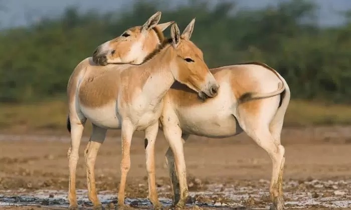 Кулан – описание, ареал, рацион, враги, популяция