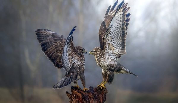 Фото: Пара соколов