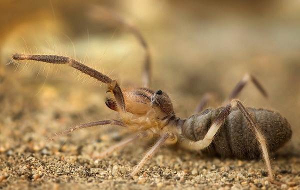 Сольпуга-паук-Описание-особенности-виды-образ-жизни-и-среда-обитания-сольпуги-6