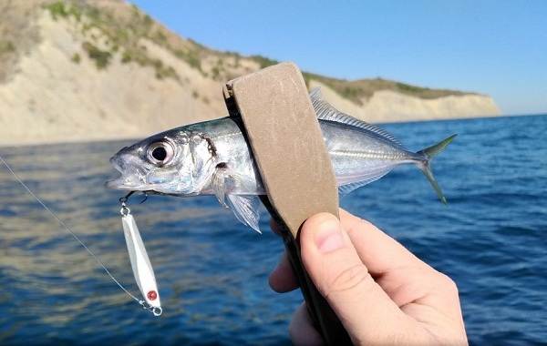 Ставрида-черноморская рыба-Описание-функции-вид-вылов-и-среда обитания-7