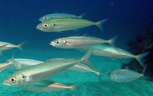 Ставрида-черноморская рыба-Описание-особенности-вид-вылов и-среда обитания-9