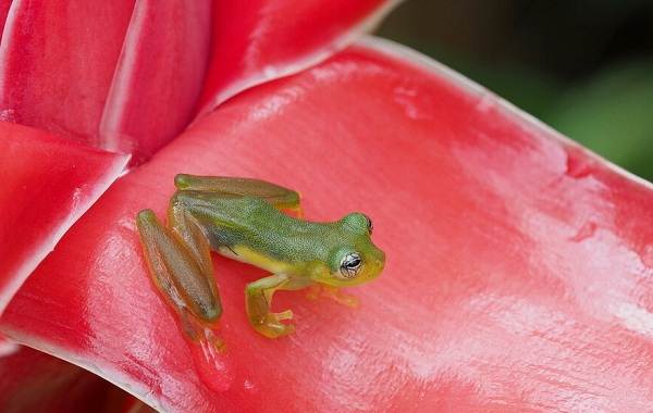 Стеклянная-лягушка-Описание-особенности-образ-жизни-и-среда-обитания-лягушки-12