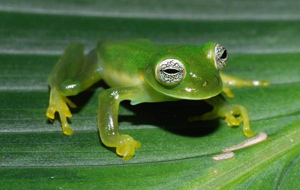 Стеклянная-лягушка-Описание-особенности-образ-жизни-и-среда-обитания-лягушки-2