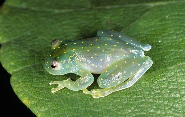 Стеклянная-лягушка-Описание-особенности-образ-жизни-и-среда-обитания-лягушки-3