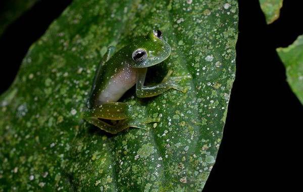 Стеклянная-лягушка-Описание-особенности-образ-жизни-и-среда-обитания-лягушки-4