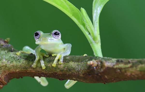 Стеклянная-лягушка-Описание-особенности-образ-жизни-и-среда-обитания-лягушки-5