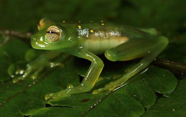 Стеклянная-лягушка-Описание-особенности-образ-жизни-и-среда-обитания-лягушки-6