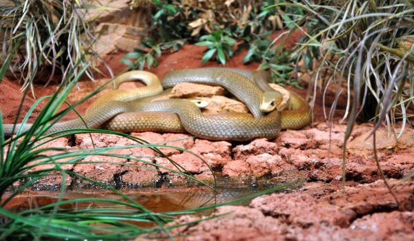 Фото: Змея тайпан Маккоя