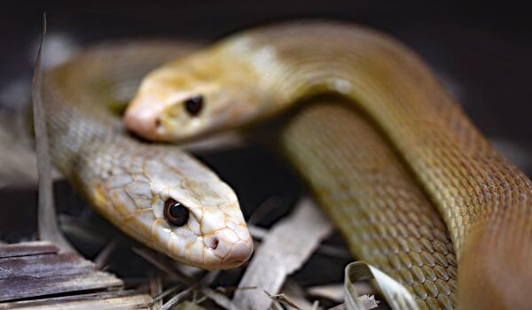 Фото: Змея тайпан Маккоя