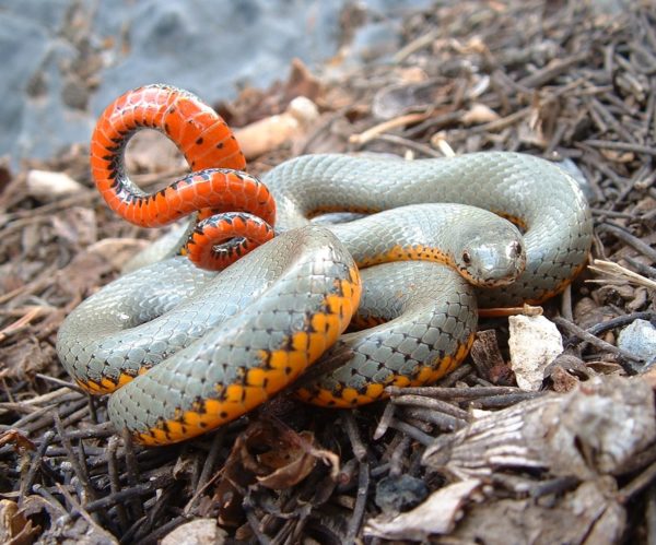 Как вылупляются змеи из яиц