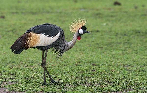 Тропические-птицы-Описание-названия-виды-и-фото-тропических-птиц-10