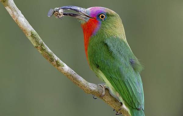 Тропические-птицы-Описание-названия-виды-и-фото-тропических-птиц-19