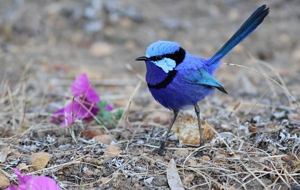 Тропические-птицы-Описание-названия-виды-и-фото-тропических-птиц-27