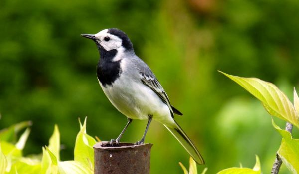 Фото: Хлыстохвост