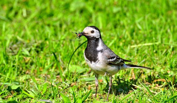 Фото: Трясогузка в России