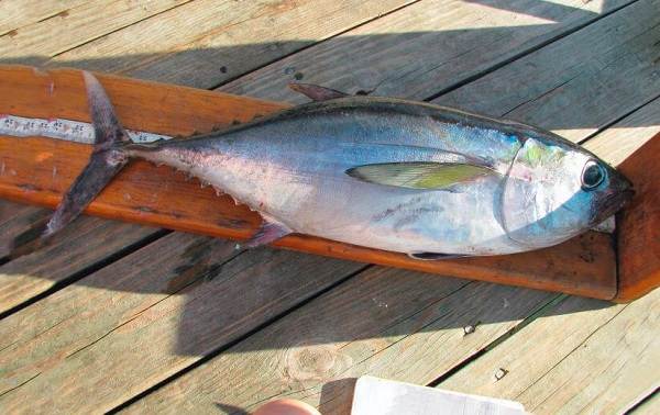 Тунец-Описание-особенности-вид-образ жизни-и-среда обитания-13