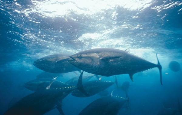 Тунец-Описание-особенности-вид-образ жизни-и-среда обитания-для-тунца-14