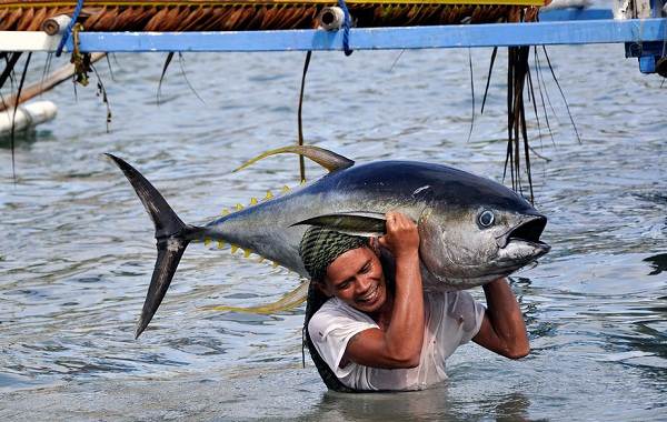 Тунец-Описание-особенности-вид-образ жизни-и-среда обитания-для-тунца-15