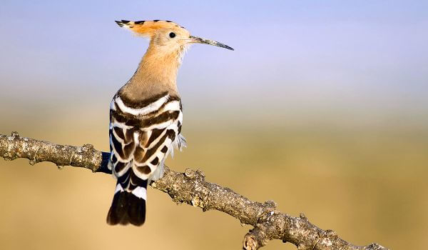 Фото: Удод в России