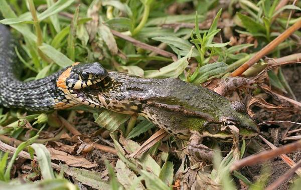 Змея-змея-описание-особенности-виды-образ жизни-и-среда обитания-змея-11