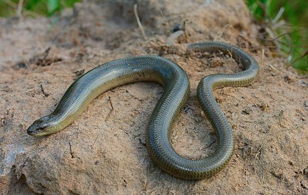 Паук-ящерица-Описание-особенности-вид-образ жизни-и-среда обитания-3