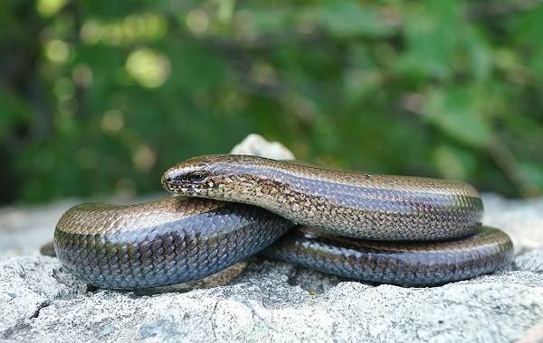 Паук-ящерица-Описание-особенности-вид-образ жизни-и-среда обитания-паука-4