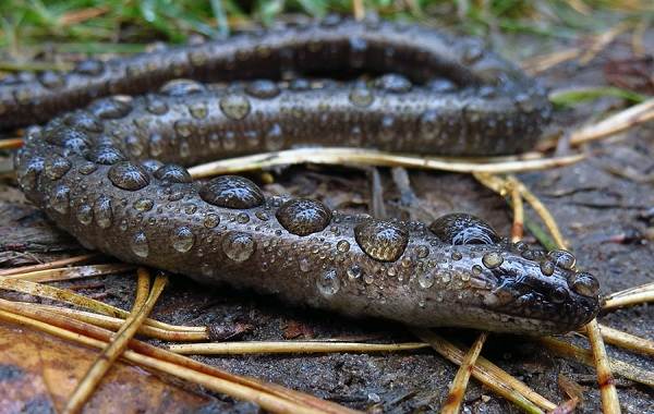 Паук-ящерица-Описание-особенности-вид-образ жизни-и-среда обитания-паука-8