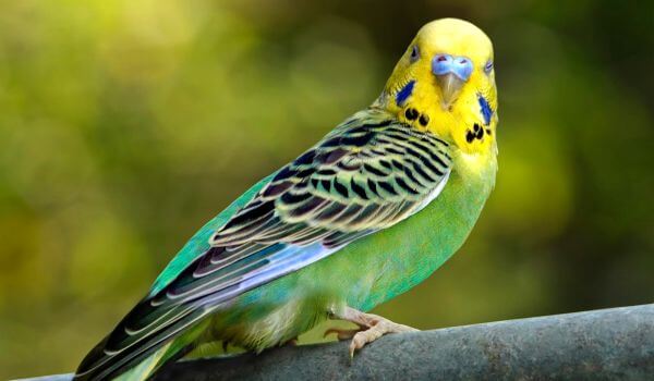 Фото: Волнистый попугай