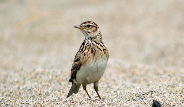 Фото: Жаворонок