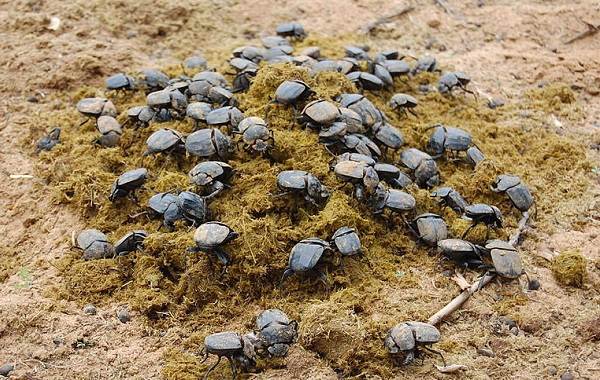 Жук-навозик-насекомое-Описание-особенности-виды-образ-жизни-и-среда-обитания-навозика-10