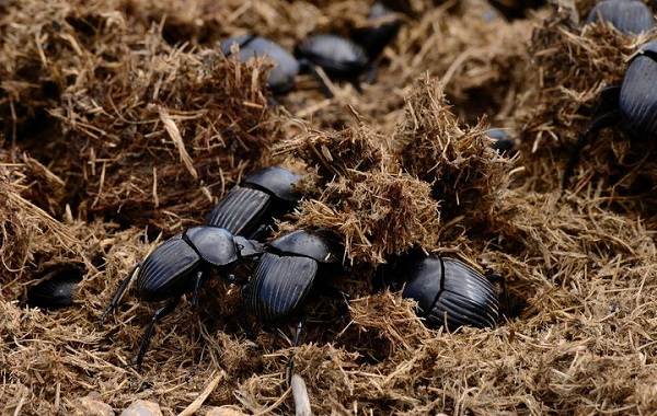 Жук-навозик-насекомое-Описание-особенности-виды-образ-жизни-и-среда-обитания-навозика-6