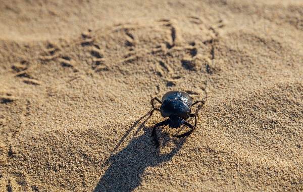 Жук-навозик-насекомое-Описание-особенности-виды-образ-жизни-и-среда-обитания-навозика-7