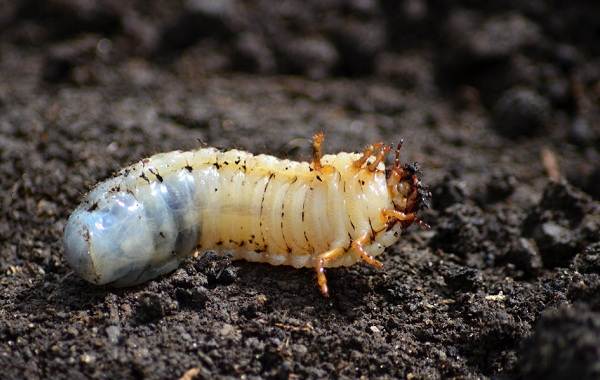 Жук-олень-насекомое-Описание-особенности-виды-поведение-и-среда-обитания-жука-оленя-10